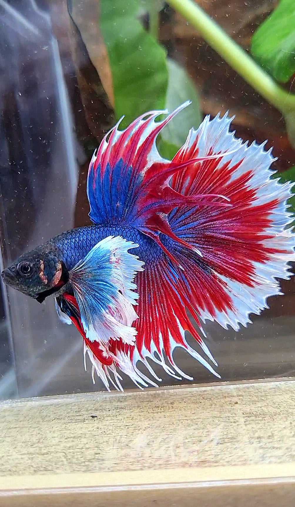 HALFMOON SUPER DUMBO COLORED EAR CROWNTAIL RED BLUE PATTERN BETTA FISH