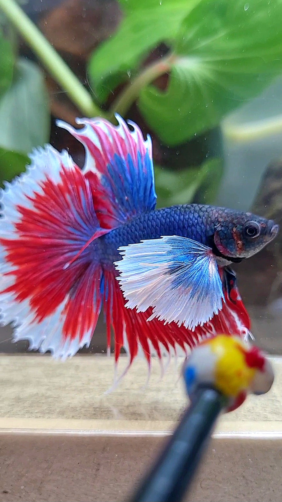HALFMOON SUPER DUMBO COLORED EAR CROWNTAIL RED BLUE PATTERN BETTA FISH