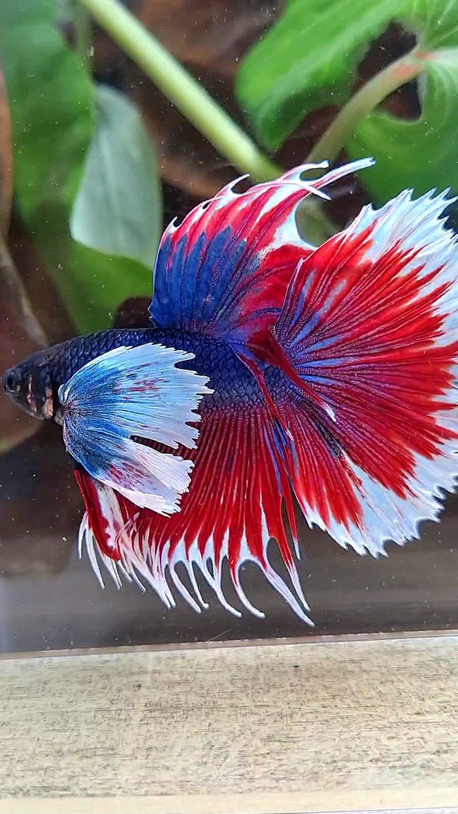 HALFMOON SUPER DUMBO COLORED EAR CROWNTAIL RED BLUE PATTERN BETTA FISH