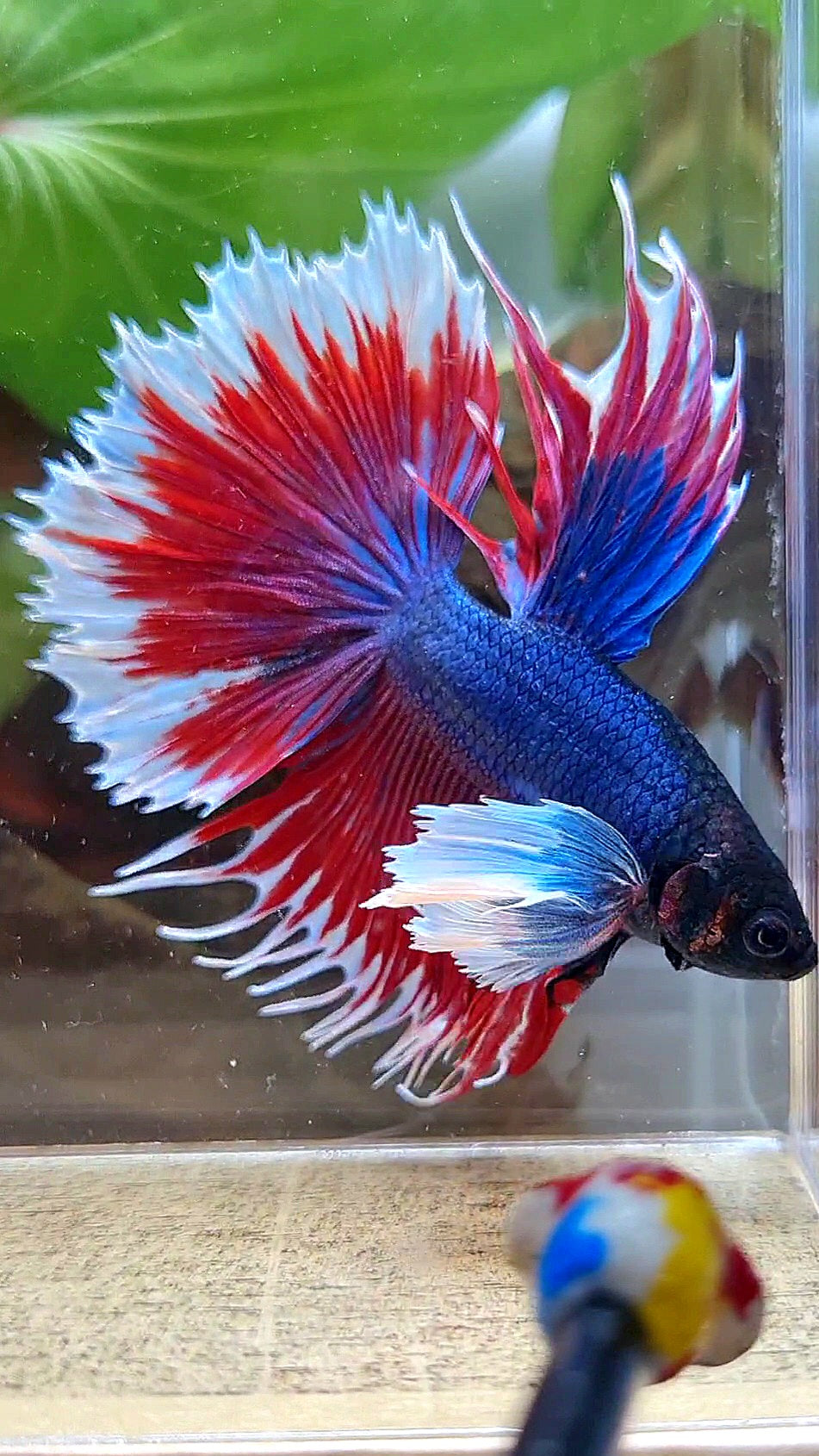 HALFMOON SUPER DUMBO COLORED EAR CROWNTAIL RED BLUE PATTERN BETTA FISH