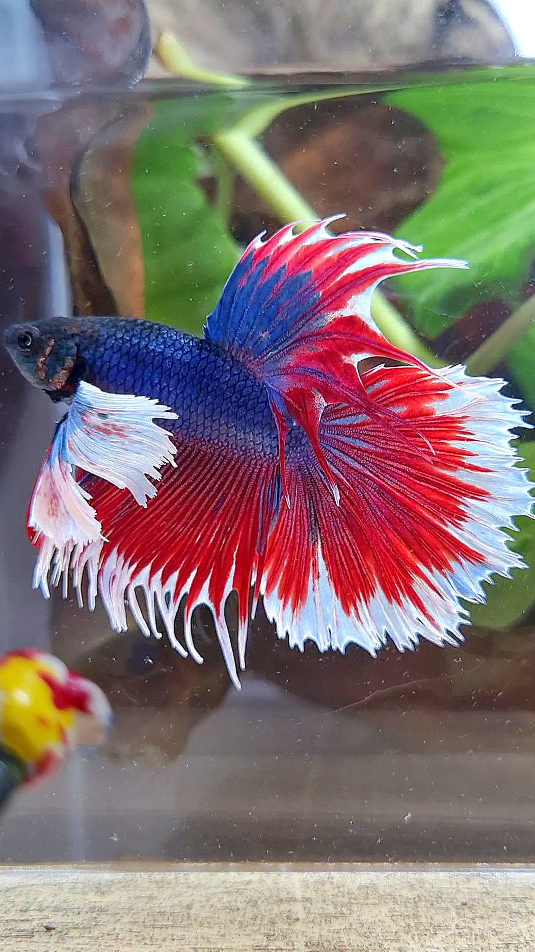 HALFMOON SUPER DUMBO COLORED EAR CROWNTAIL RED BLUE PATTERN BETTA FISH