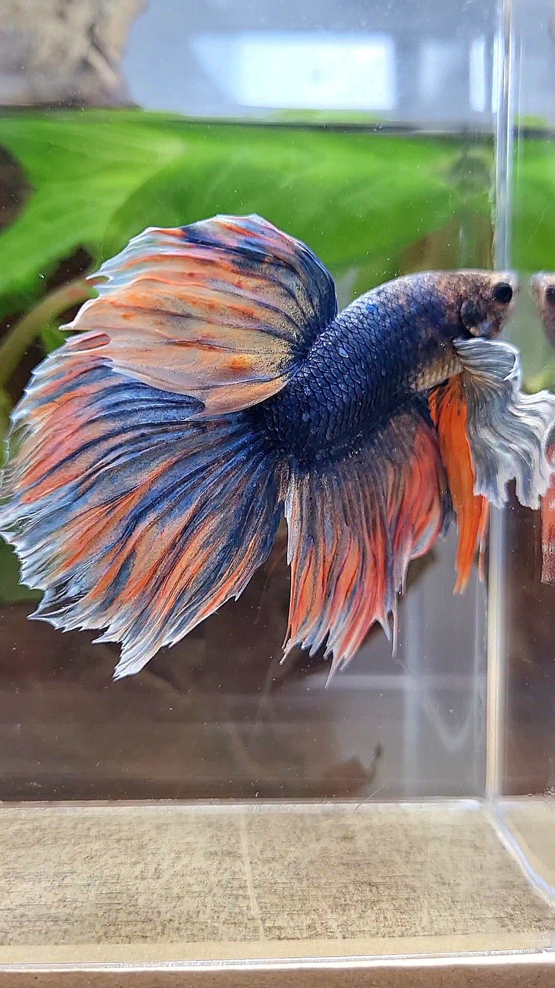 XL HALFMOON DUMBO EAR BLUE DARK MASCOT ORANGE BETTA FISH