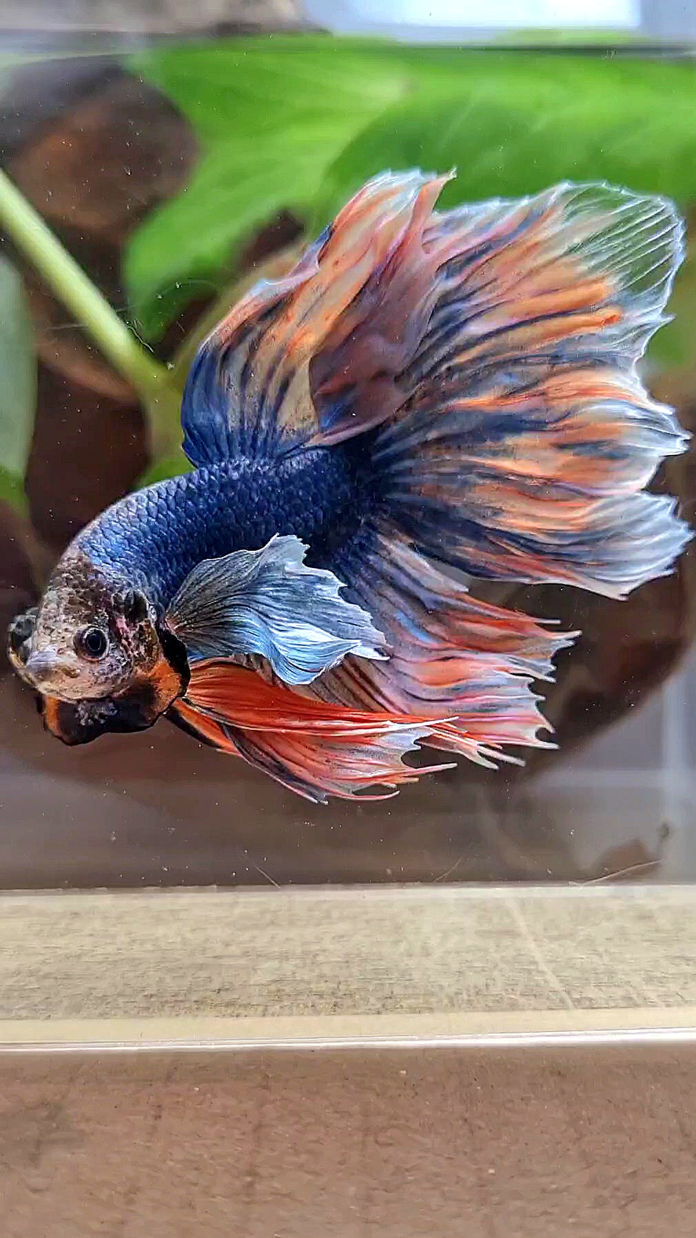 XL HALFMOON DUMBO EAR BLUE DARK MASCOT ORANGE BETTA FISH
