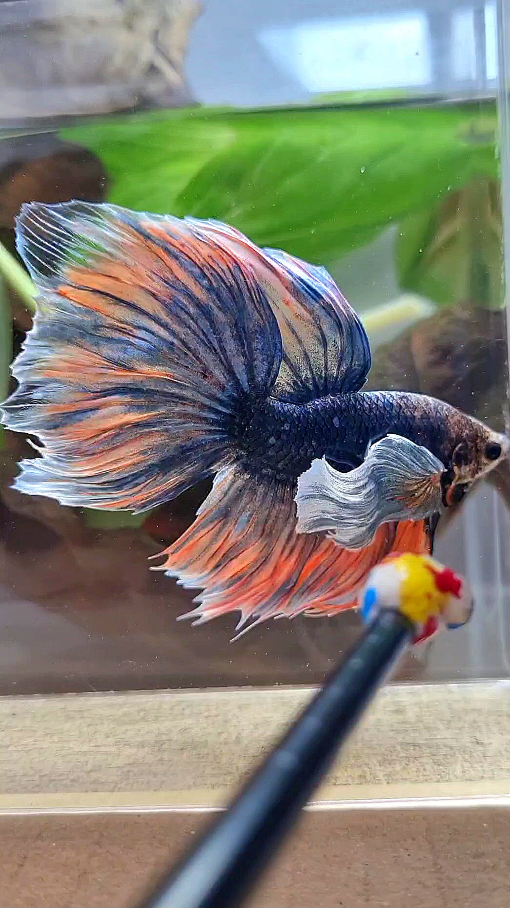 XL HALFMOON DUMBO EAR BLUE DARK MASCOT ORANGE BETTA FISH