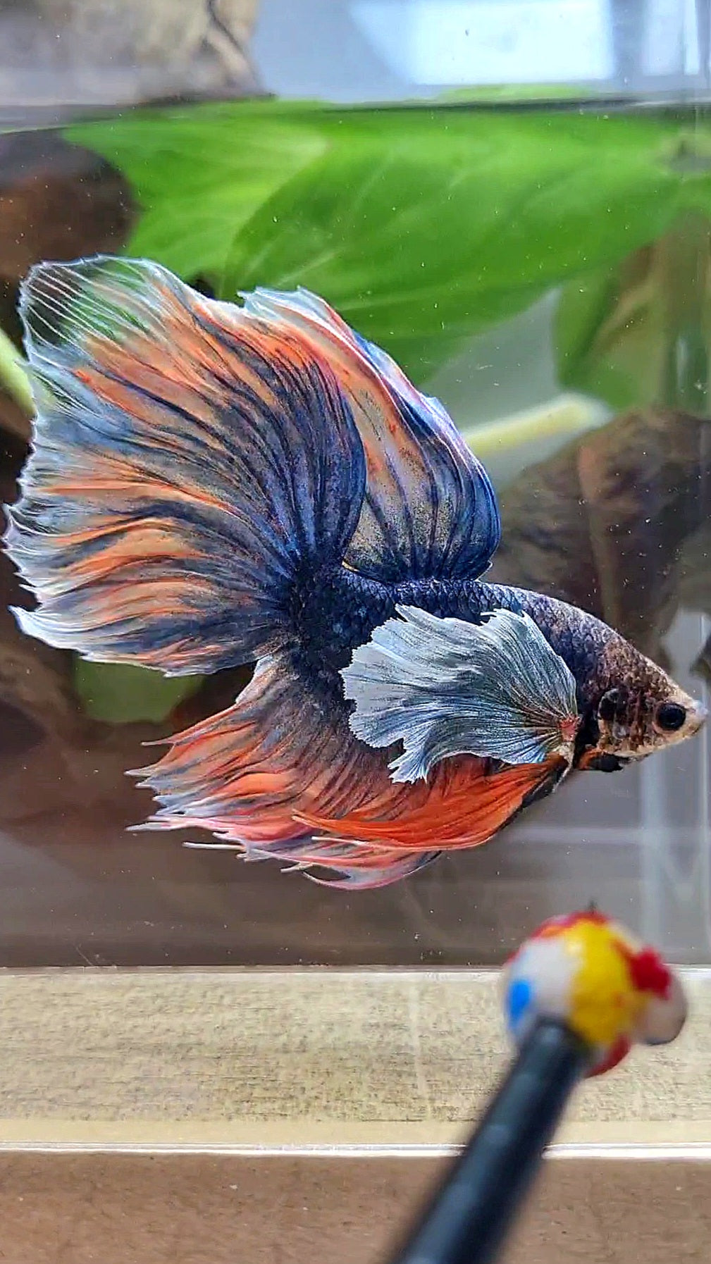 XL HALFMOON DUMBO EAR BLUE DARK MASCOT ORANGE BETTA FISH