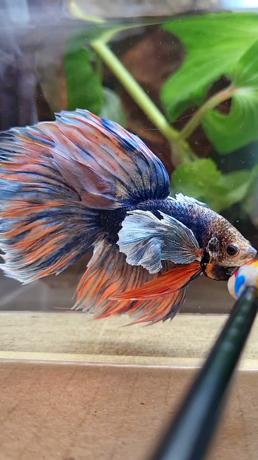 XL HALFMOON DUMBO EAR BLUE DARK MASCOT ORANGE BETTA FISH