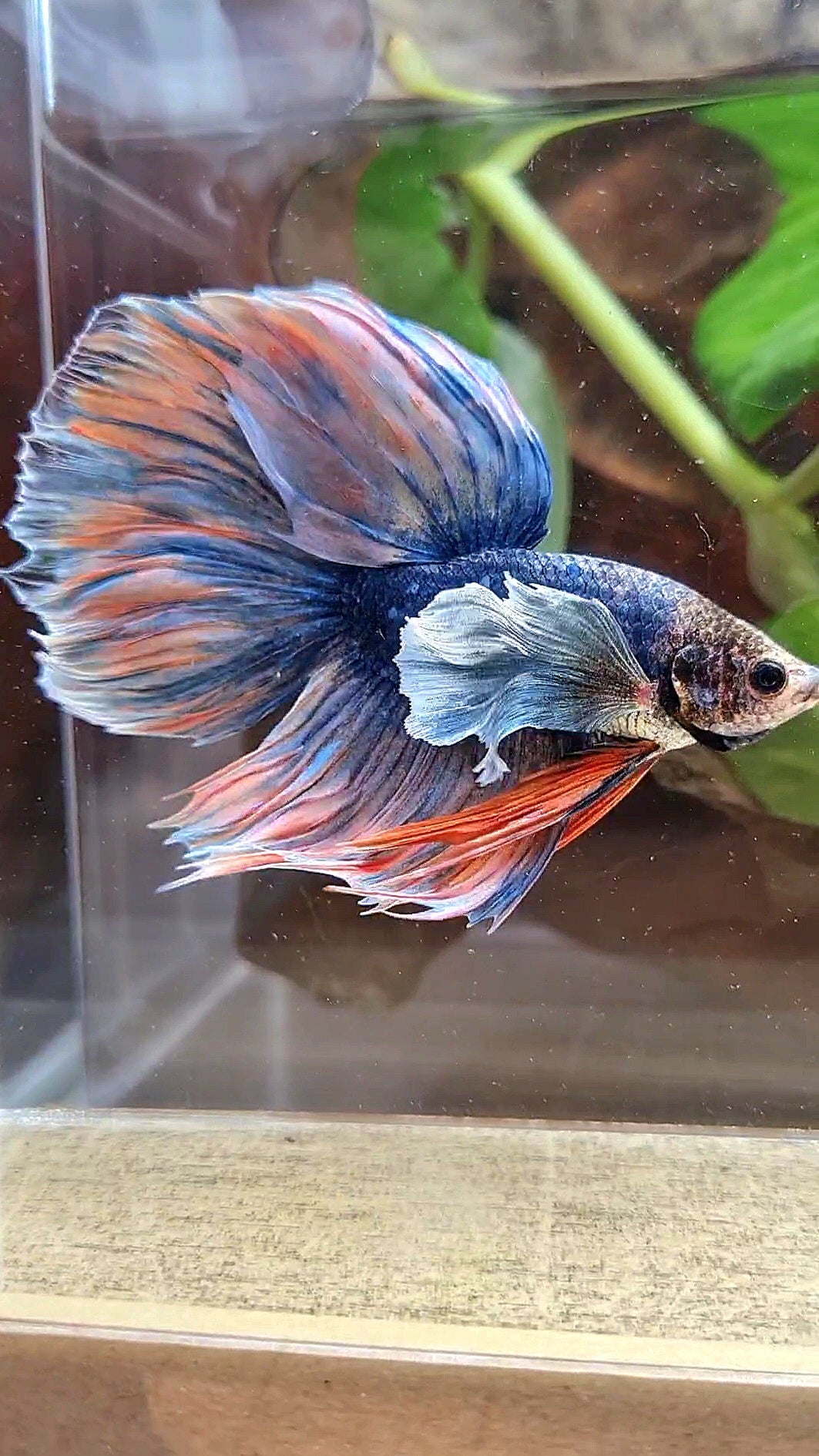 XL HALFMOON DUMBO EAR BLUE DARK MASCOT ORANGE BETTA FISH