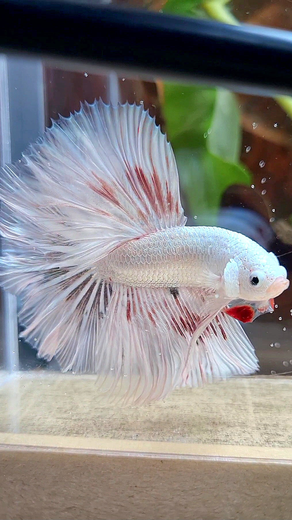 HALFMOON ROSETAIL WHITE FANCY DRAGON COPPER WASH BETTA FISH