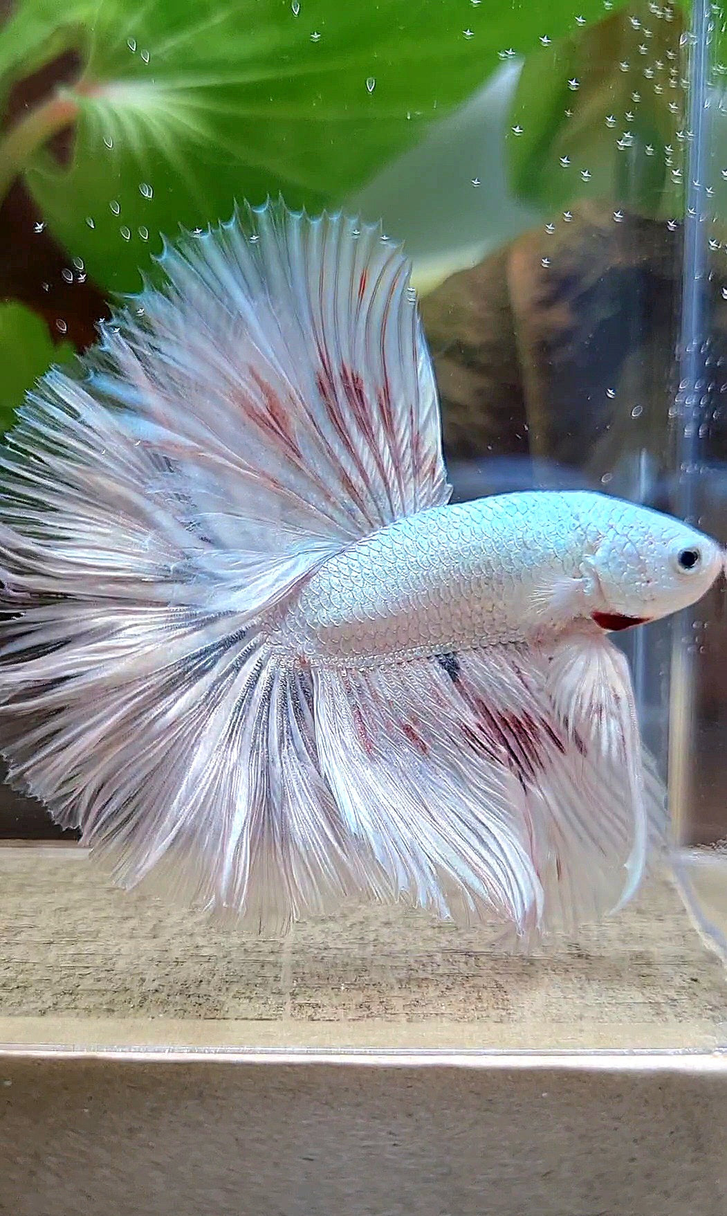 HALFMOON ROSETAIL WHITE FANCY DRAGON COPPER WASH BETTA FISH