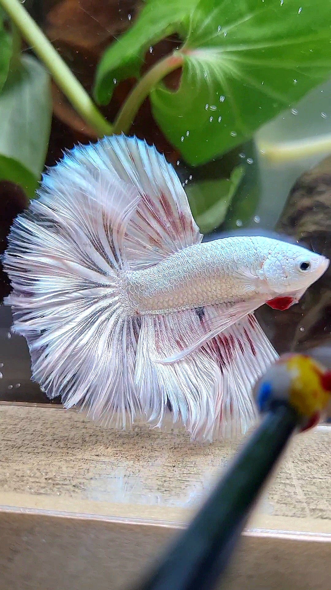 HALFMOON ROSETAIL WHITE FANCY DRAGON COPPER WASH BETTA FISH
