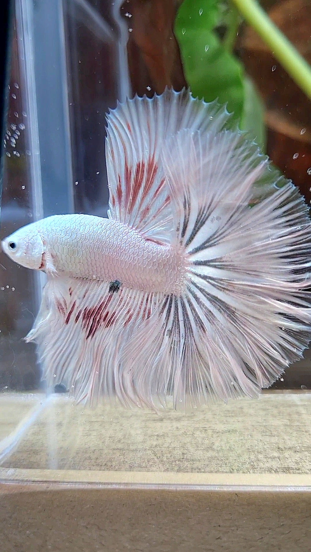HALFMOON ROSETAIL WHITE FANCY DRAGON COPPER WASH BETTA FISH