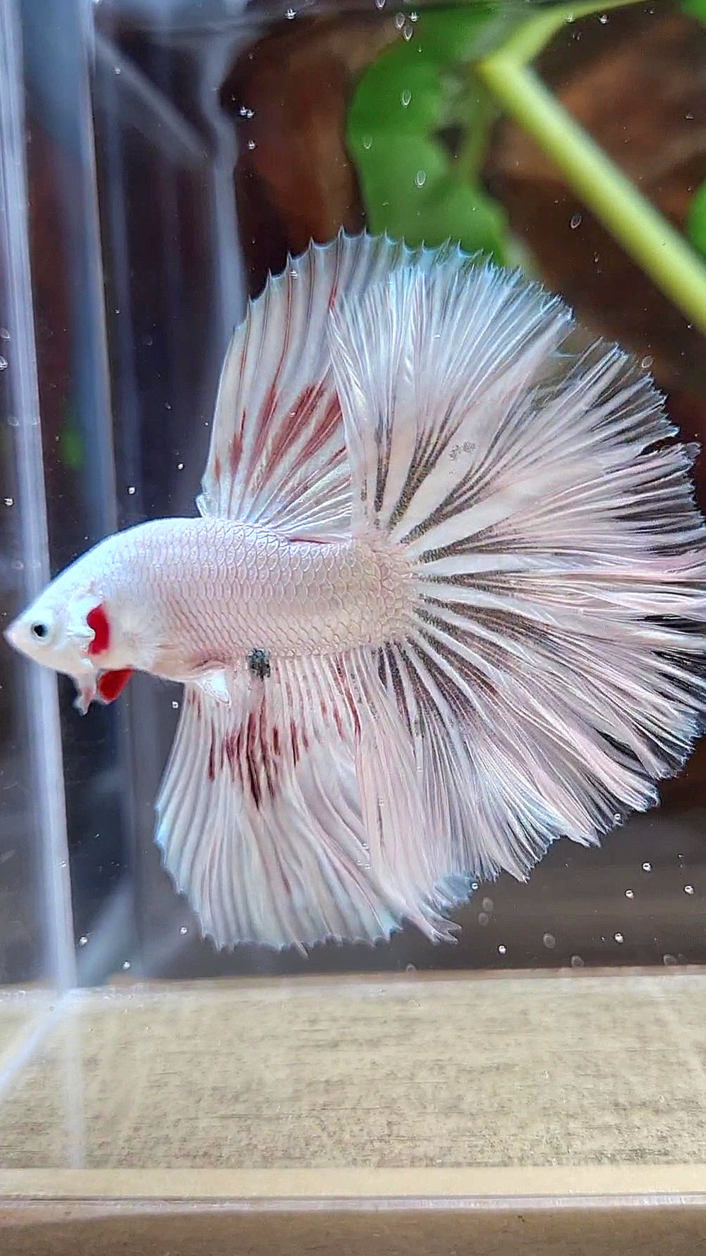HALFMOON ROSETAIL WHITE FANCY DRAGON COPPER WASH BETTA FISH