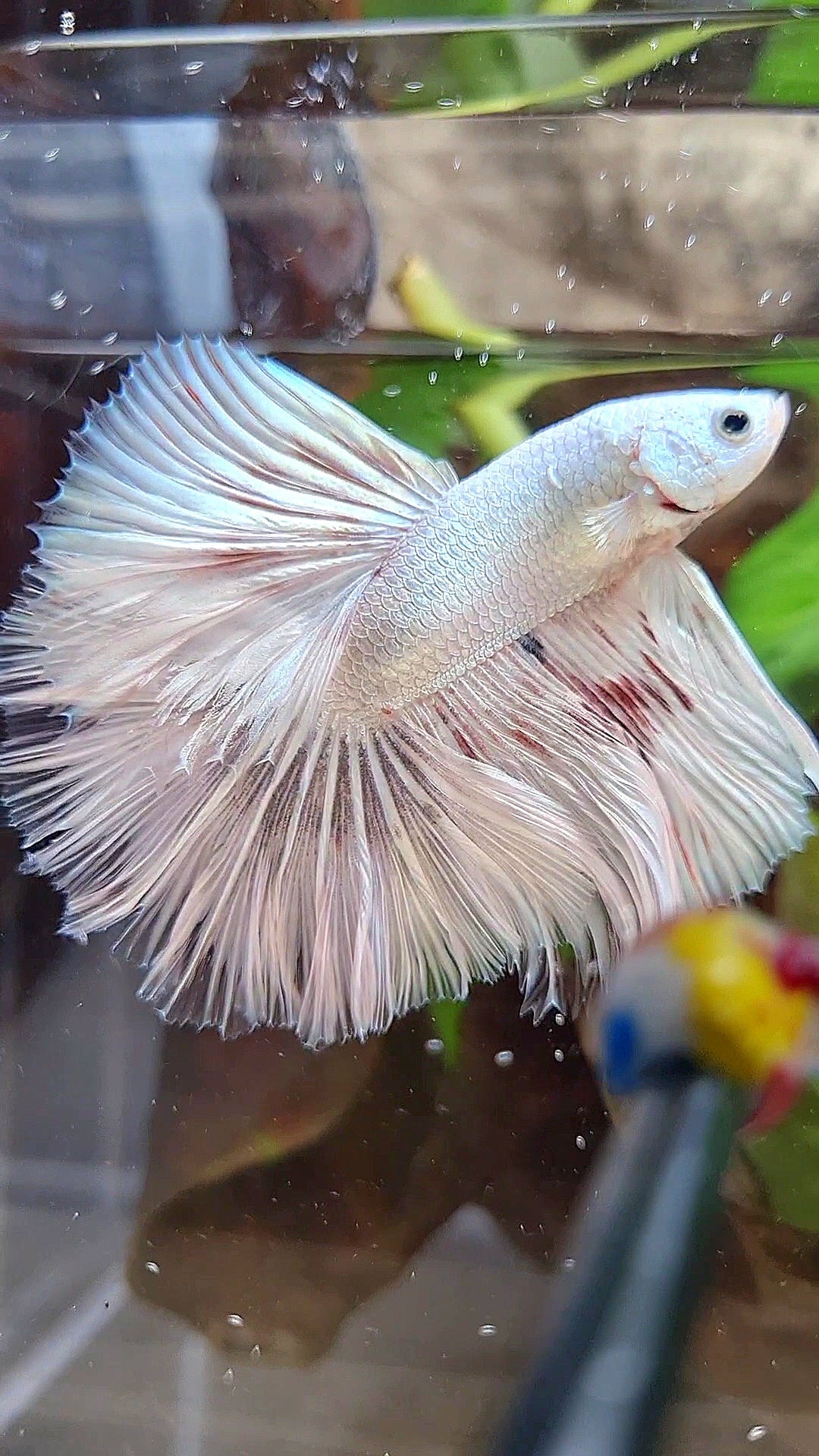 HALFMOON ROSETAIL WHITE FANCY DRAGON COPPER WASH BETTA FISH