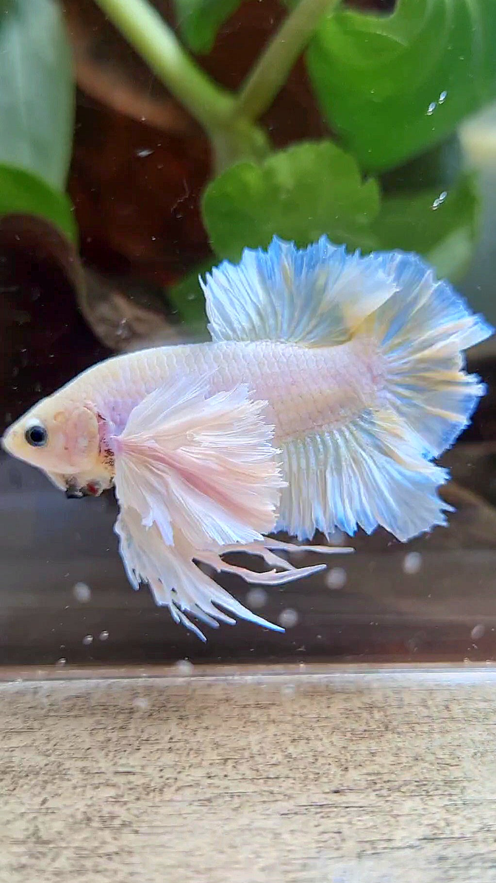 LUXURY KING PLAKAT ROSETAIL DUMBO ROSE EAR WHITE YELLOW PEACH BETTA FISH