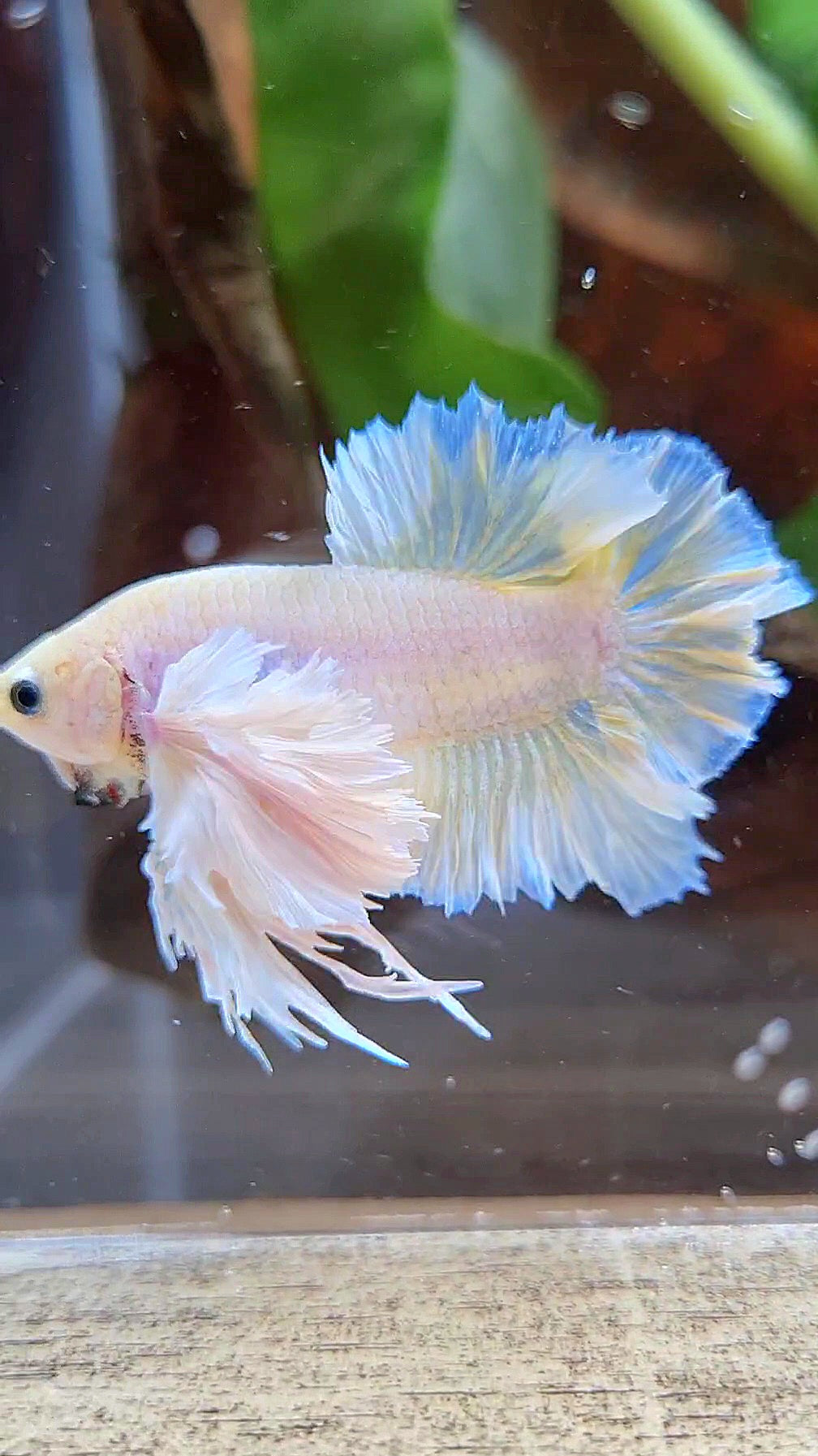 LUXURY KING PLAKAT ROSETAIL DUMBO ROSE EAR WHITE YELLOW PEACH BETTA FISH