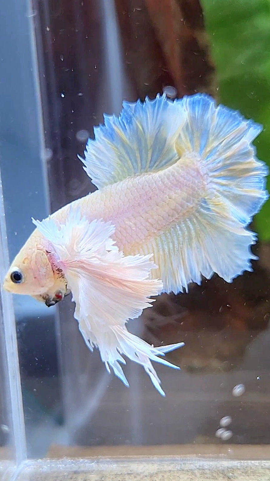 LUXURY KING PLAKAT ROSETAIL DUMBO ROSE EAR WHITE YELLOW PEACH BETTA FISH
