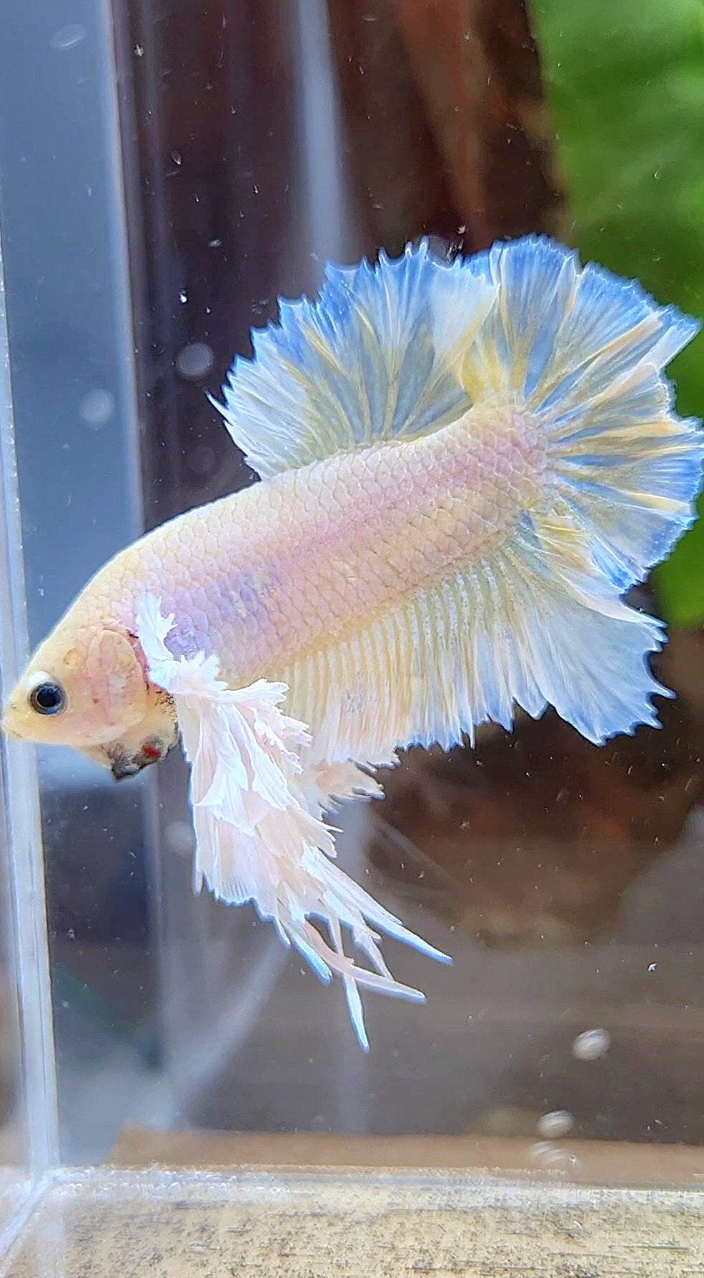 LUXURY KING PLAKAT ROSETAIL DUMBO ROSE EAR WHITE YELLOW PEACH BETTA FISH