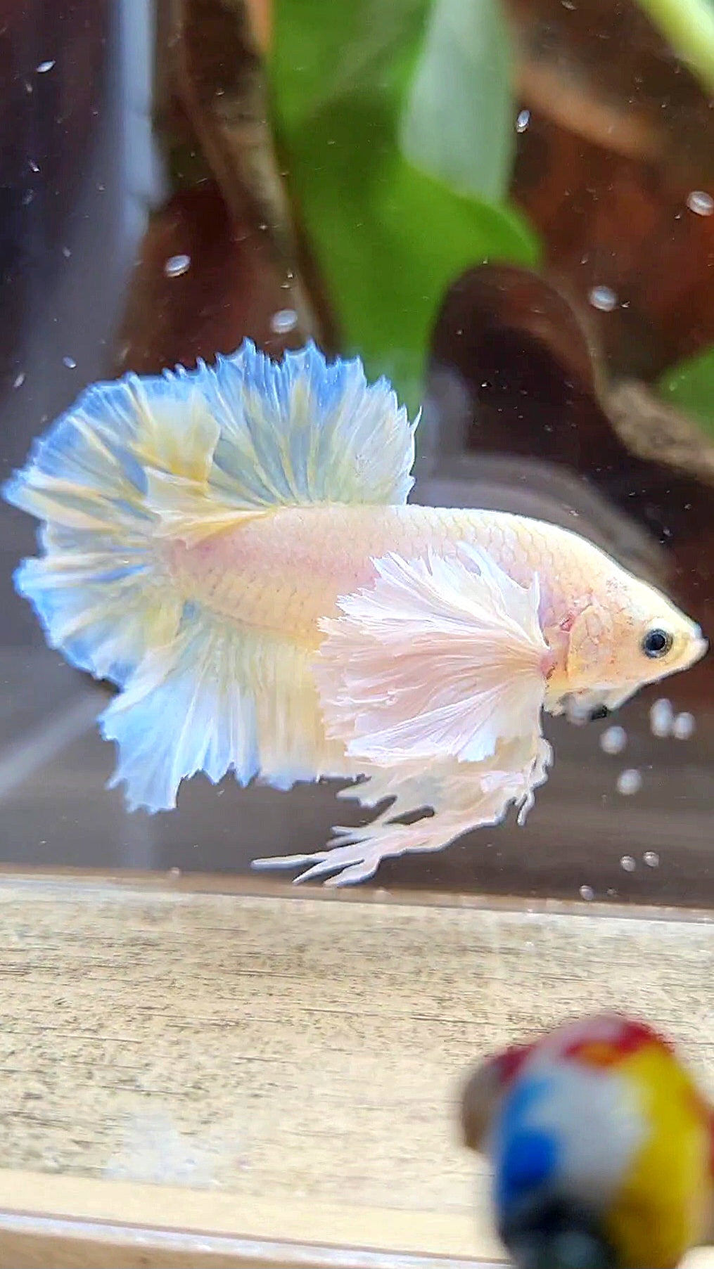 LUXURY KING PLAKAT ROSETAIL DUMBO ROSE EAR WHITE YELLOW PEACH BETTA FISH