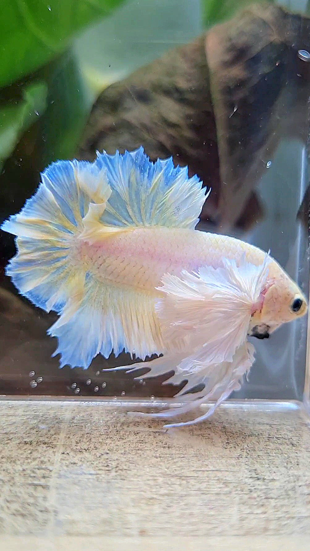 LUXURY KING PLAKAT ROSETAIL DUMBO ROSE EAR WHITE YELLOW PEACH BETTA FISH