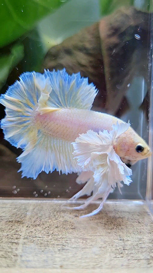 LUXURY KING PLAKAT ROSETAIL DUMBO ROSE EAR WHITE YELLOW PEACH BETTA FISH