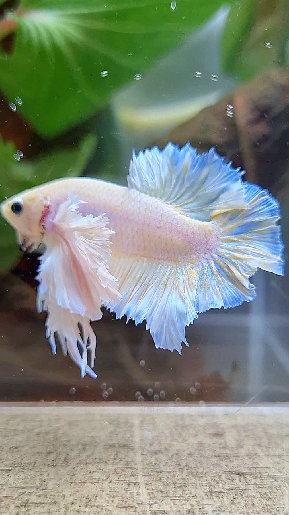 LUXURY KING PLAKAT ROSETAIL DUMBO ROSE EAR WHITE YELLOW PEACH BETTA FISH