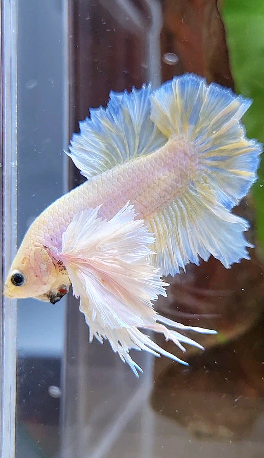 LUXURY KING PLAKAT ROSETAIL DUMBO ROSE EAR WHITE YELLOW PEACH BETTA FISH