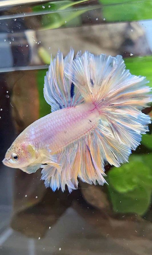 HALFMOON FEATHER TAIL WHITE PEACH UNICORN BETTA FISH