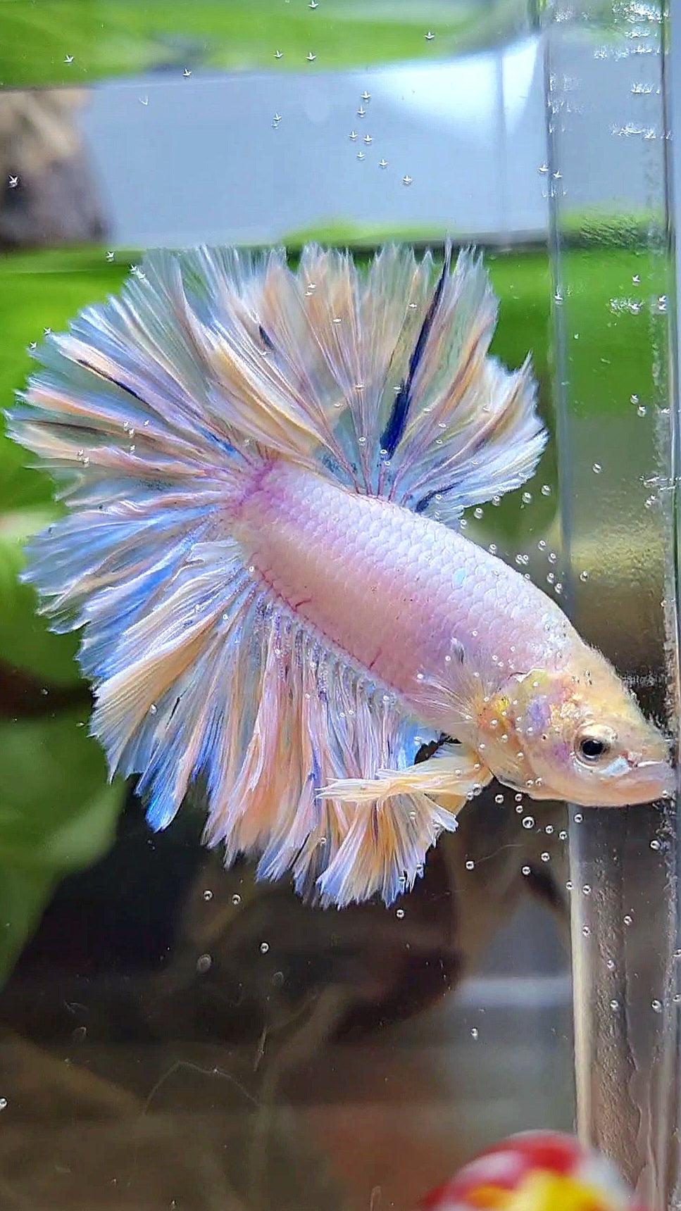 HALFMOON FEATHER TAIL WHITE PEACH UNICORN BETTA FISH