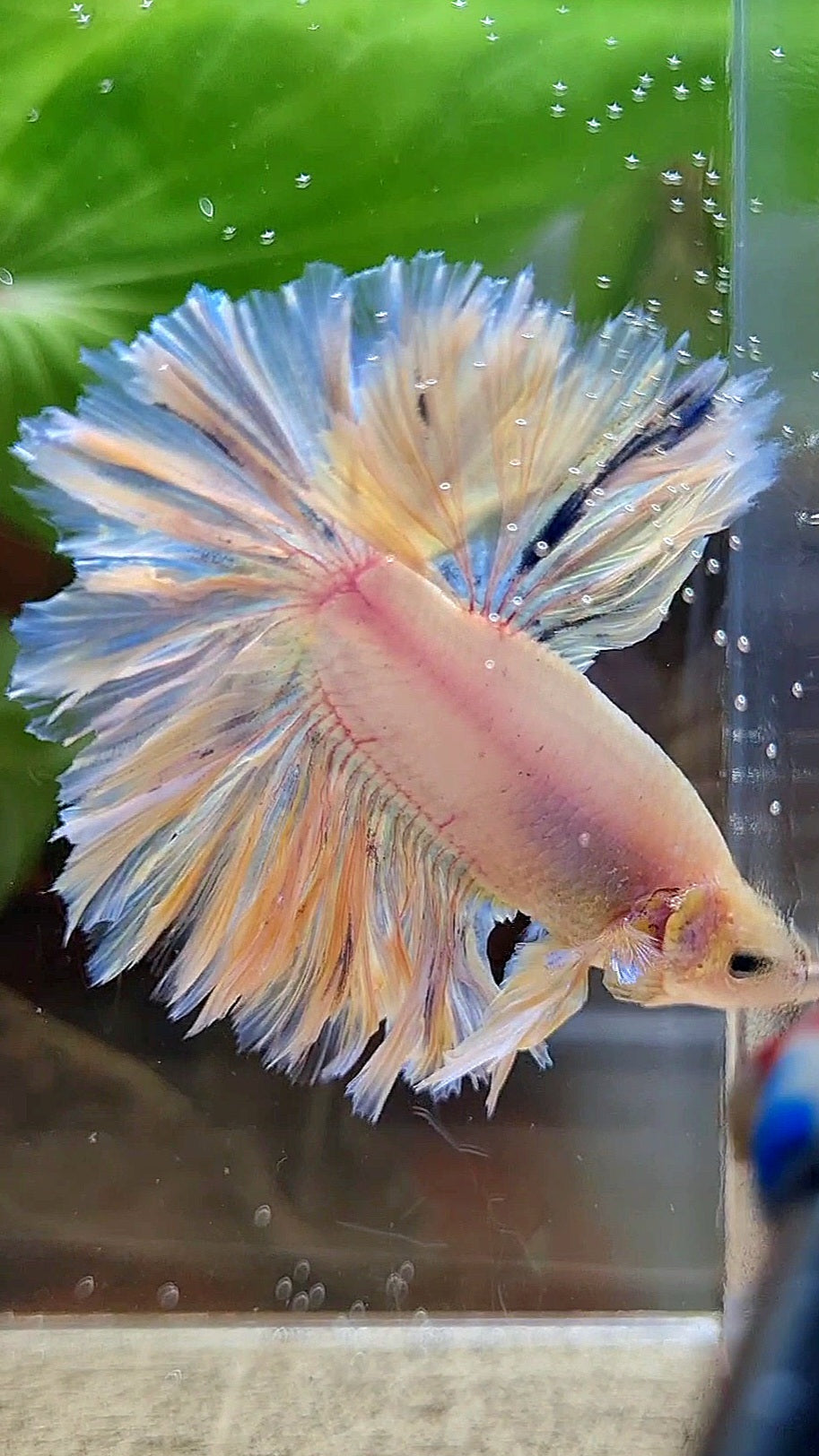 HALFMOON FEATHER TAIL WHITE PEACH UNICORN BETTA FISH