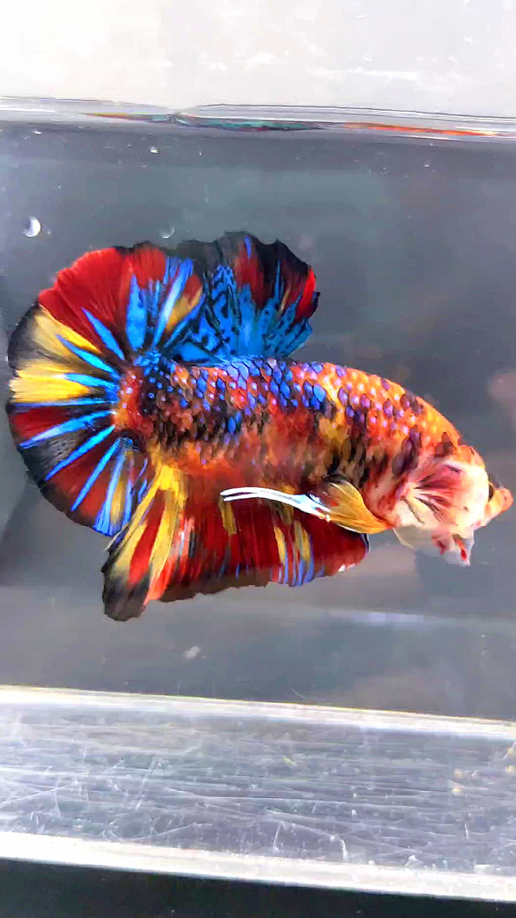 LUXURY GIANT HMPK BO 5CM FANCY SUPER MULTICOLOR BETTA FISH