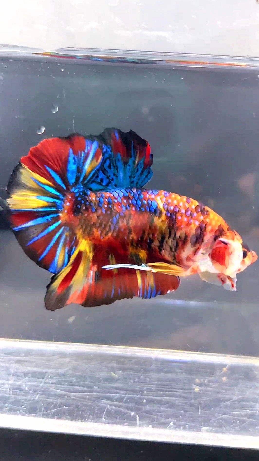 LUXURY GIANT HMPK BO 5CM FANCY SUPER MULTICOLOR BETTA FISH