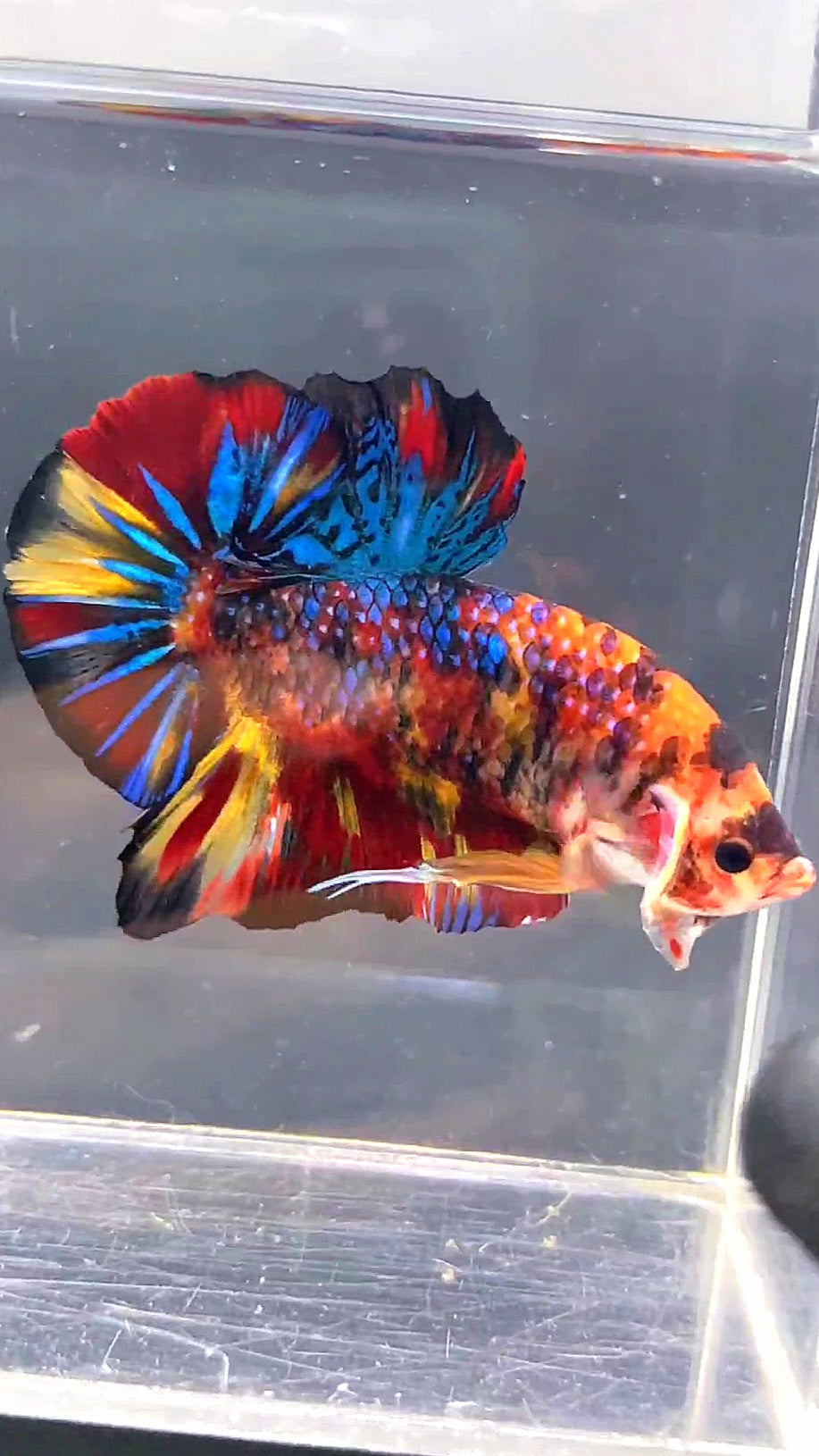 LUXURY GIANT HMPK BO 5CM FANCY SUPER MULTICOLOR BETTA FISH