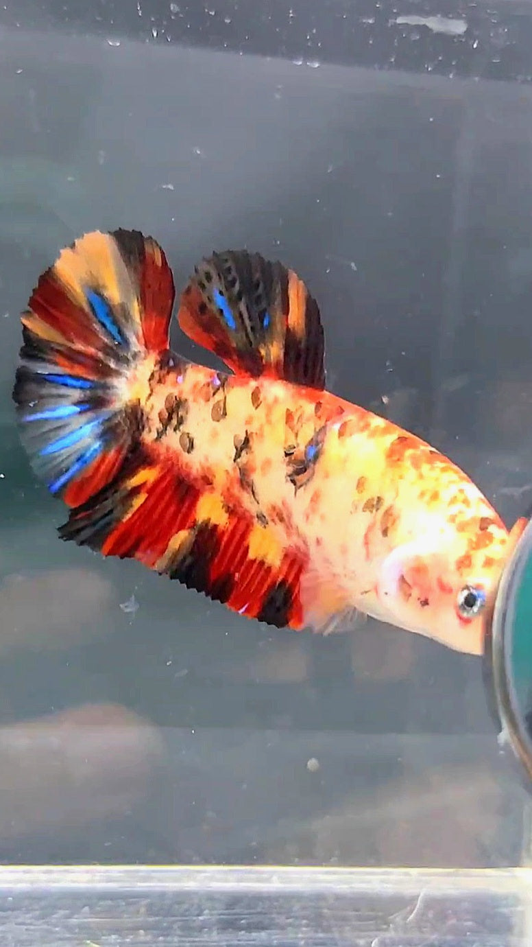 FEMALE GIANT PLAKAT BO 5CM KOI MULTICOLOR BETTA FISH