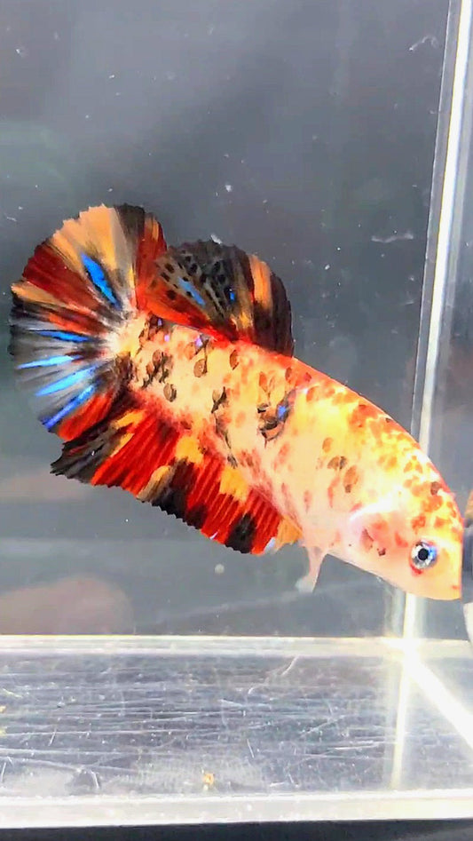 FEMALE GIANT PLAKAT BO 5CM KOI MULTICOLOR BETTA FISH