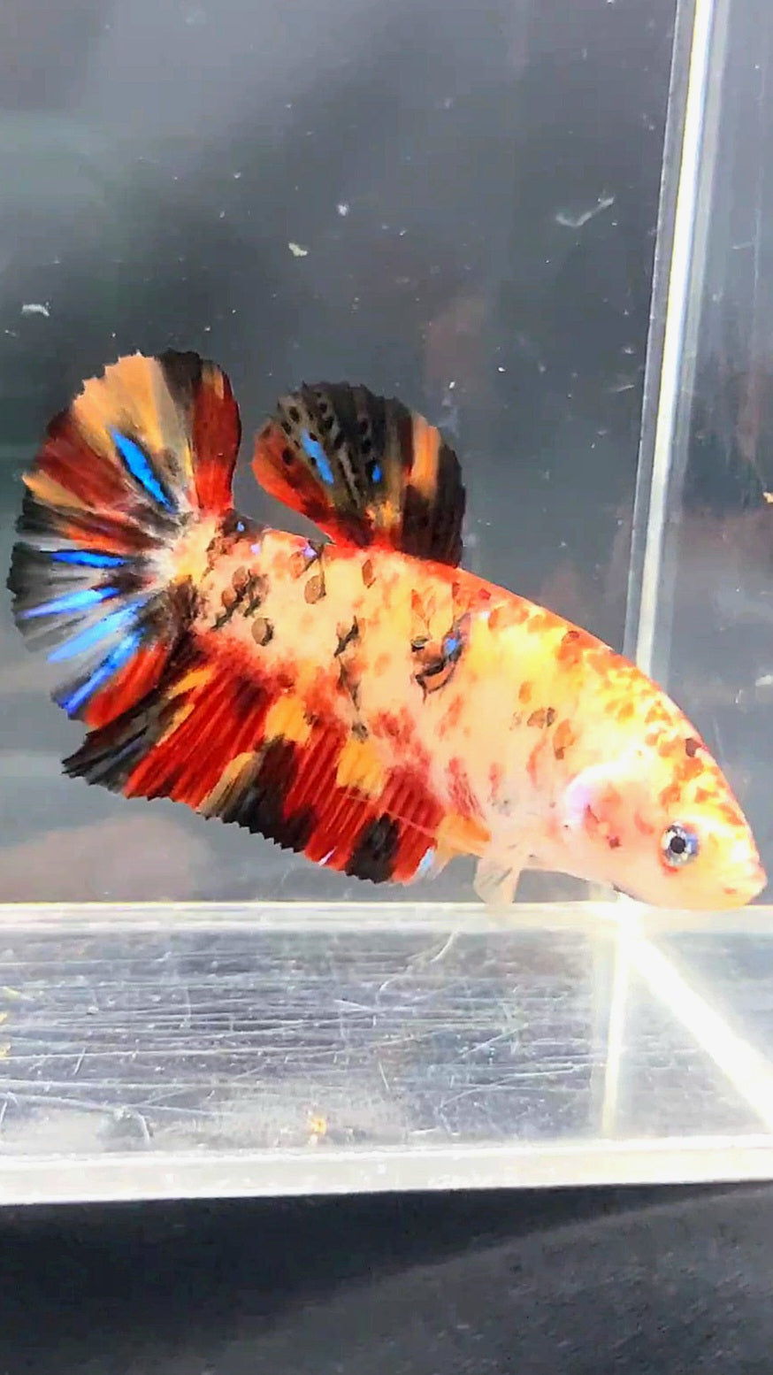 FEMALE GIANT PLAKAT BO 5CM KOI MULTICOLOR BETTA FISH