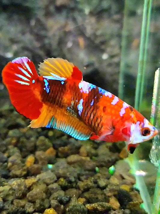FEMALE PLAKAT RED GALAXY MULTICOLOR BETTA FISH