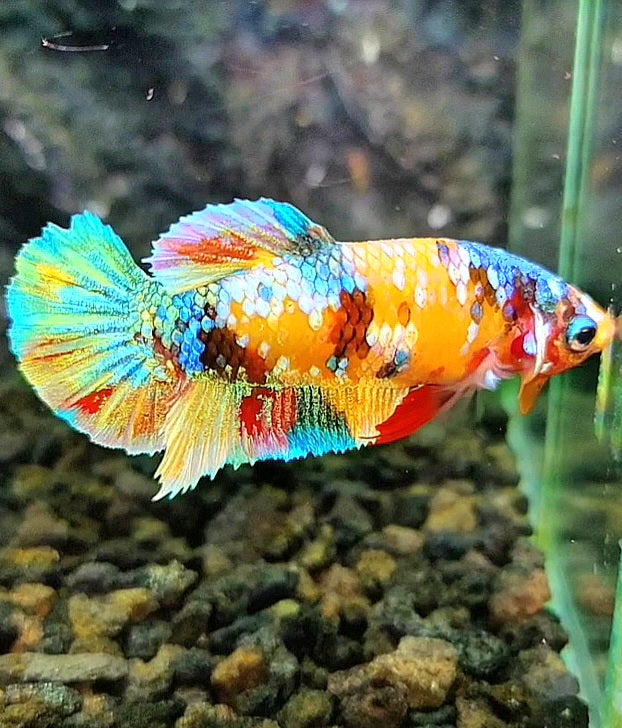 FEMALE PLAKAT YELLOW GALAXY MULTICOLOR BETTA FISH