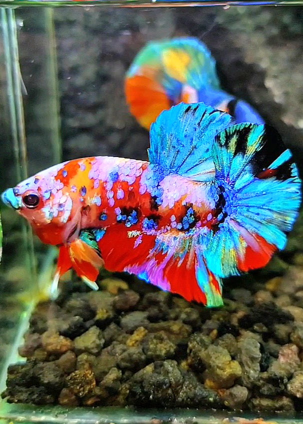 PLAKAT RAINBOW GALAXY MULTICOLOR BETTA FISH