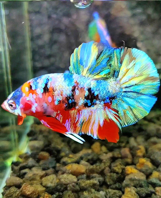 PLAKAT GALAXY MULTICOLOR BETTA FISH