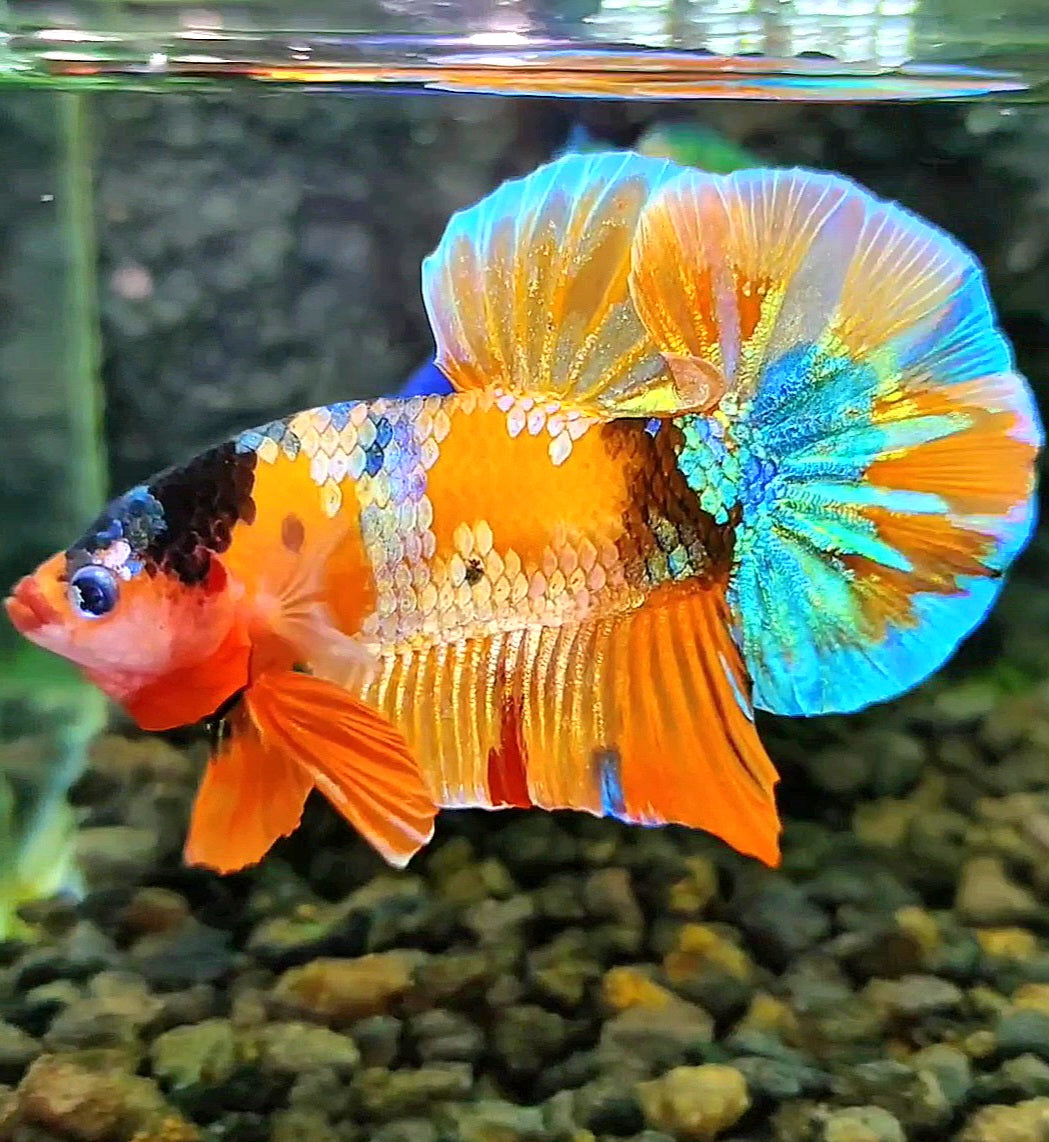 PLAKAT ORANGE GOLD GALAXY MULTICOLOR BETTA FISH