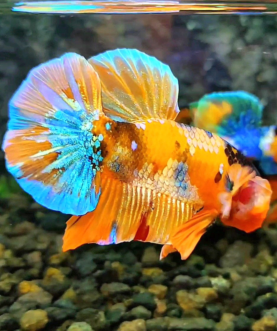 PLAKAT ORANGE GOLD GALAXY MULTICOLOR BETTA FISH