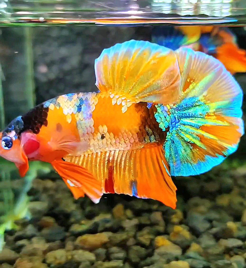 PLAKAT ORANGE GOLD GALAXY MULTICOLOR BETTA FISH