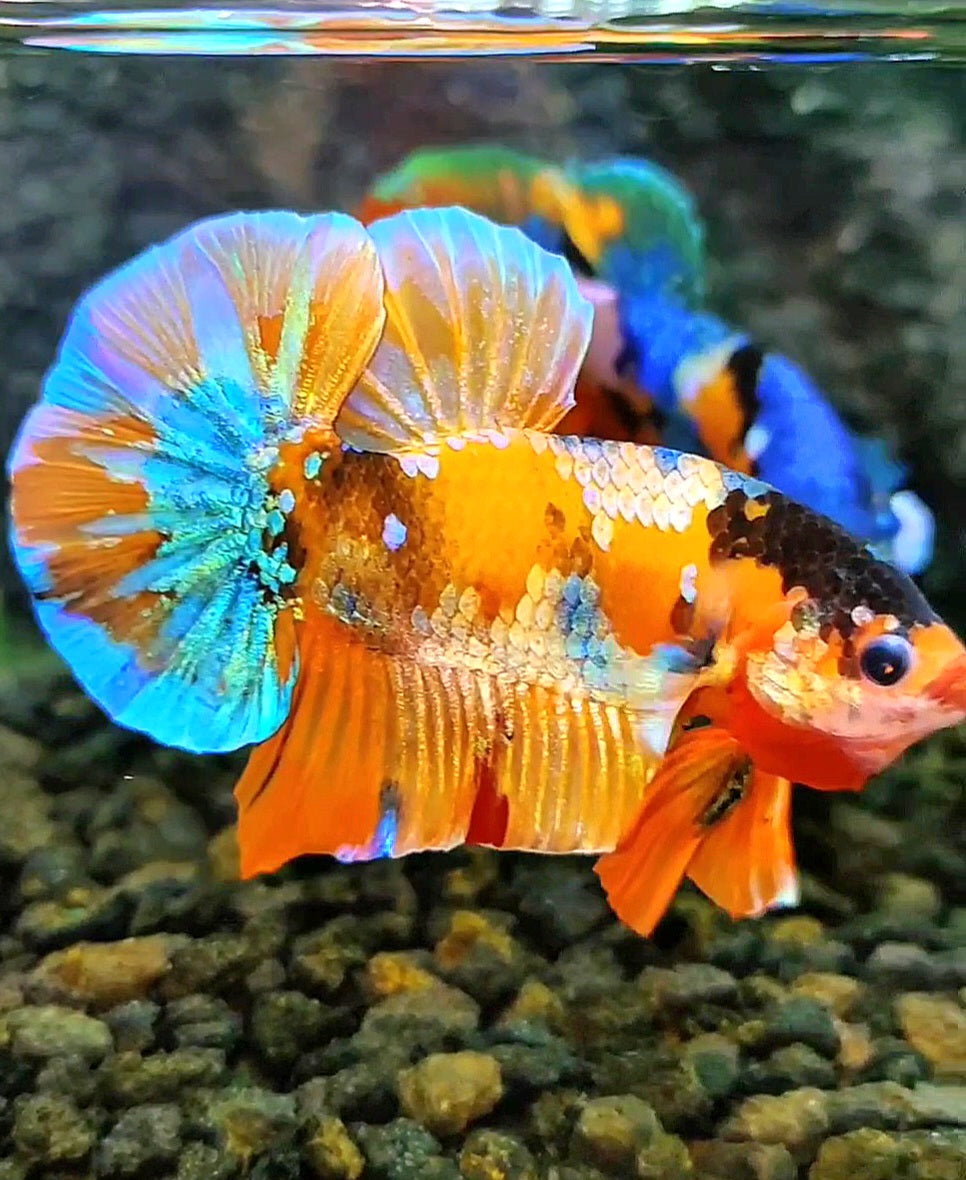 PLAKAT ORANGE GOLD GALAXY MULTICOLOR BETTA FISH