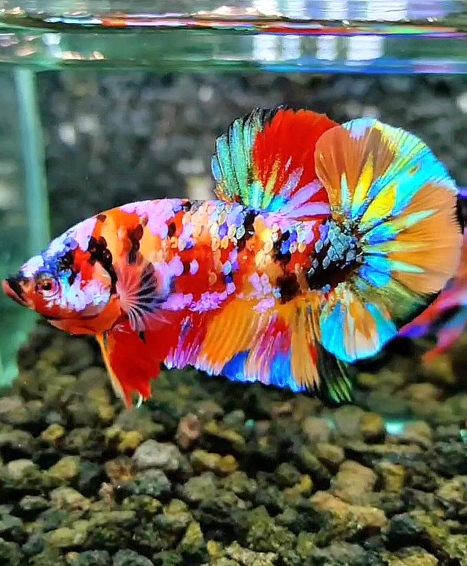 LUXURY PLAKAT RAINBOW GALAXY MULTICOLOR BETTA FISH