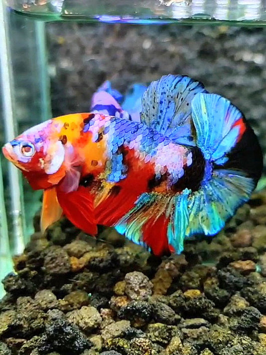 PLAKAT GALAXY MULTICOLOR BETTA FISH