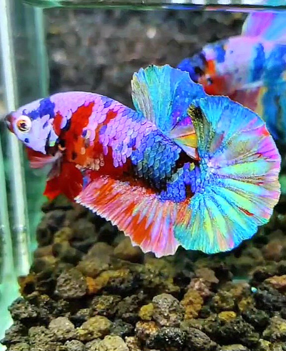 PLAKAT RAINBOW GALAXY MULTICOLOR BETTA FISH