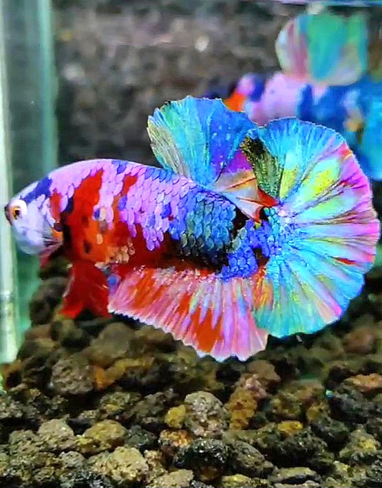 PLAKAT RAINBOW GALAXY MULTICOLOR BETTA FISH