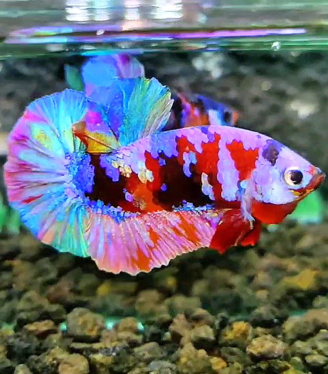 PLAKAT RAINBOW GALAXY MULTICOLOR BETTA FISH