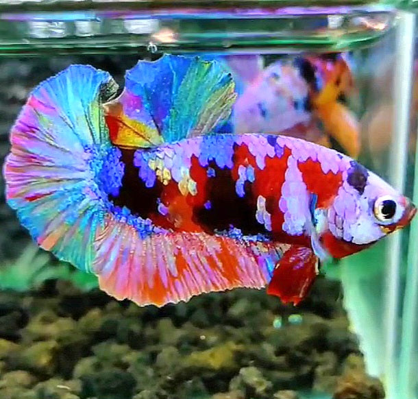 PLAKAT RAINBOW GALAXY MULTICOLOR BETTA FISH