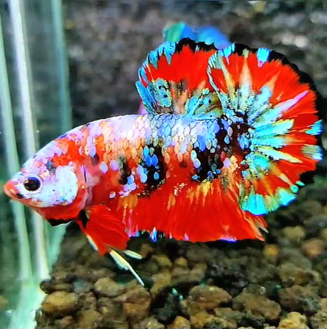 LUXURY PLAKAT RED GALAXY SUPER MULTICOLOR PATTERN BETTA FISH